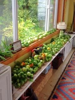 A few green tomatoes