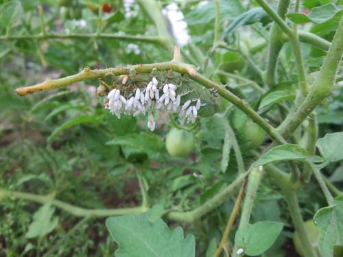 Tomato Hornworm with Braconid Wasp cocoons