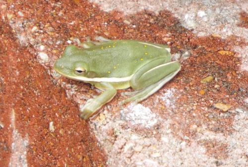 Texas tree frog