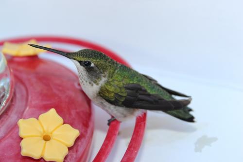 Ruby Throated Hummingbird...