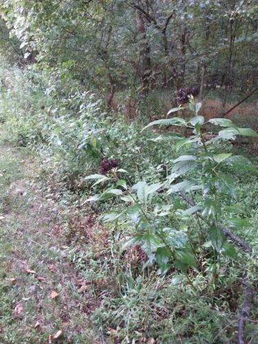 view of plant in woods in Salisbury NC