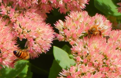 Honey Bees on Sedum.