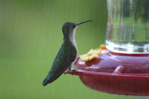 Ruby throated hummingbird...