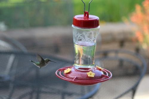 Ruby Throated Hummingbird..