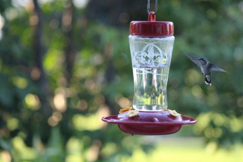 Ruby Throated Hummingbird...