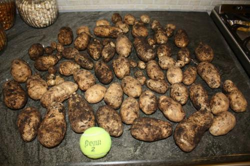 13 pound harvest from four seed potatoes