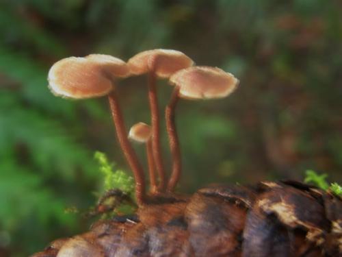 Ear pick mushroom.