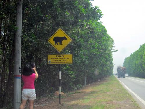 A rare sign of Tapir crossing