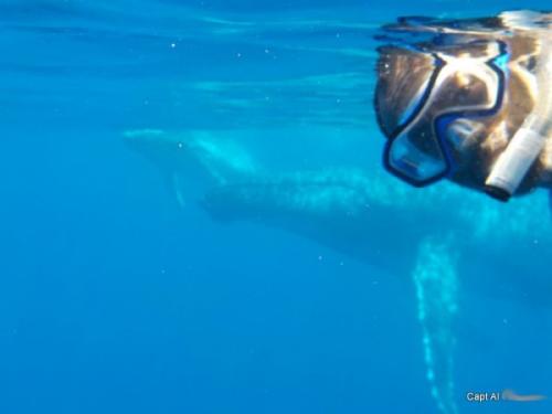 Swimming with whales "selfie"