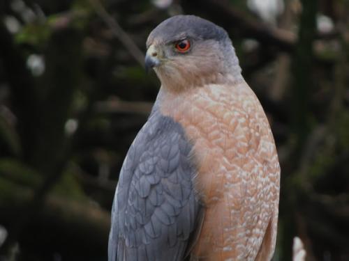  Coopers hawk male. 
