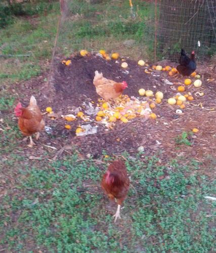 Chickens and Compost