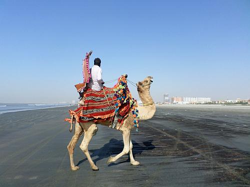 Camel rides at the beach