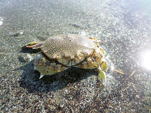 A crab on the beach 2