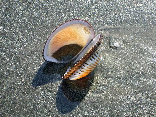 Seashell 1