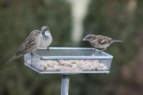 Sparrows...