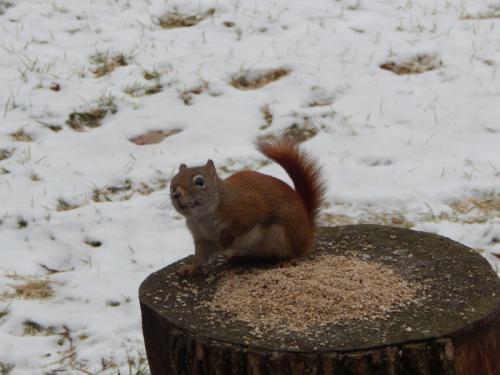 Stubby the Red squirrel. 2014