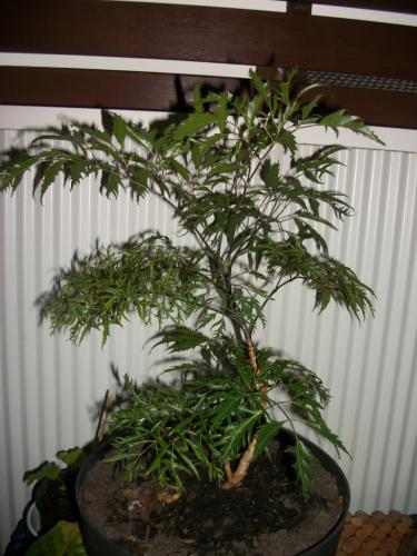 Ming aralia..agreat pot plant looks like bonsai