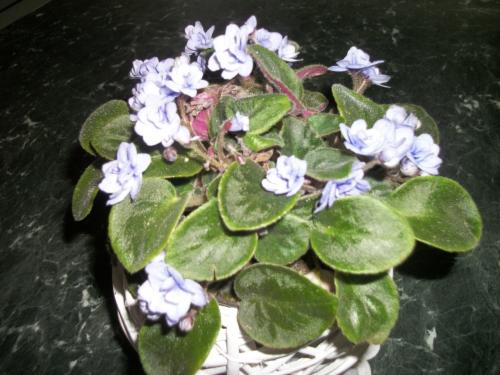 My first african violet,given to me by a friend.