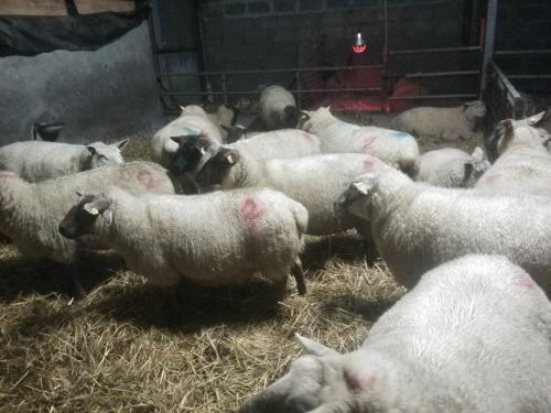 Sheepy Maternity Ward