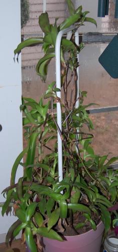 Callisia fragrans, basket plant