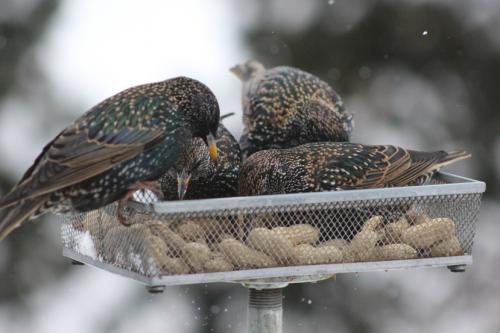 Common Starlings...