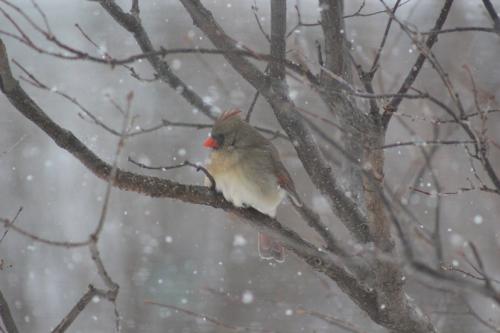 Cardinal in the snow...