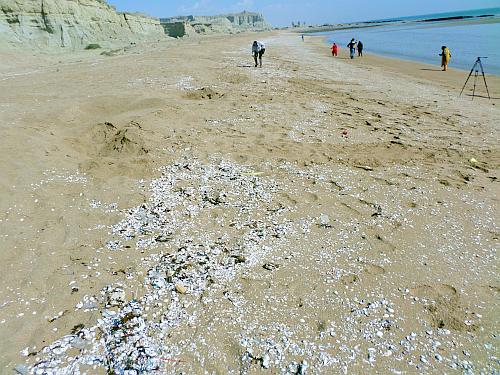 Gwadar beach again (with so many seashells)