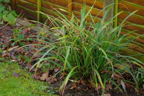 Carex (pendula)