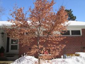 Japanese Maple -better now that snow is melting