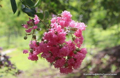 Lagerstroemia indica, or Crepe Myrtle