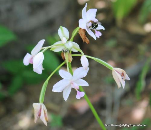 Spathoglottis or Chinese Ground Orchid