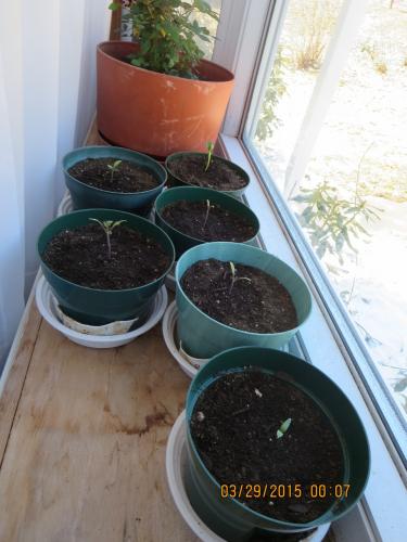 2015 sprouts in window