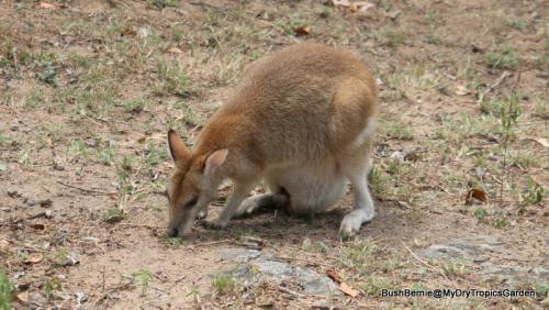 The yard is drying out and Agile Wallabies are having trouble finding food.
