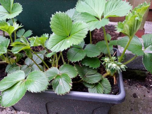 Lovely strawberries in the making....