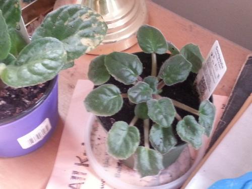 Saintpaulia - Smaller Re-potted African Violet 4 May 2015