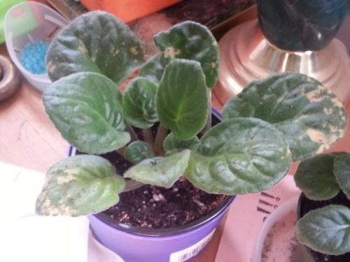 Saintpaulia - Larger 27 cent African Violet 4 May 2015