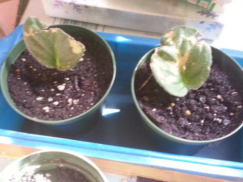 Saintpaulia - Two Water Rooted Leaves from the 27 cent African Violet 4 May 2015
