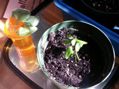 Tangelo Minneola - Two seedlings in a pot 4 May 2015