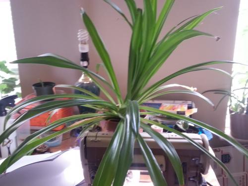 Spider Plant - Last Survivor of the Ant Wars 4 May 2015