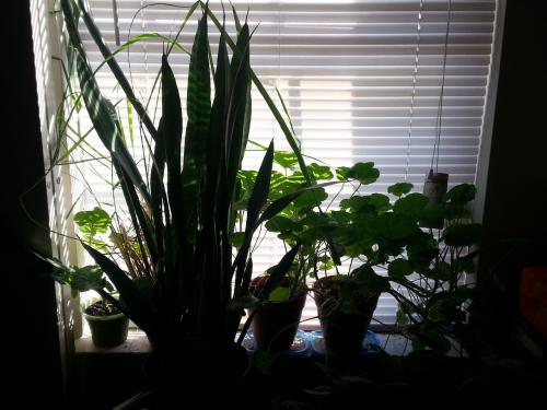 Full Windowsill of Plants 4 May 2015
