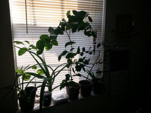 Full Windowsill of Plants Part Two 4 May 2015