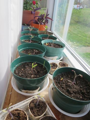 2015 May seedlings