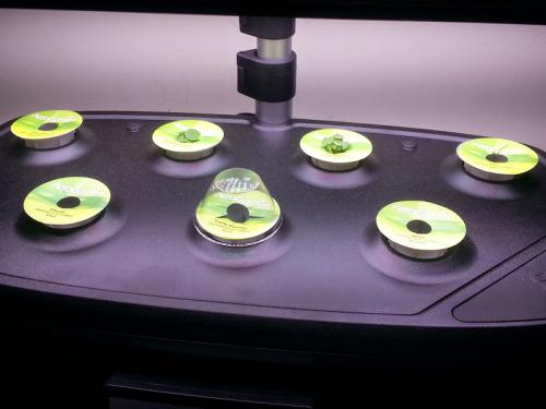 Aerogarden - Growth of plants after seven days 14 May 2015