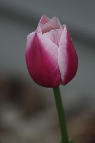 Tulip...