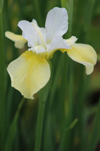 Siberian Iris..Butter & Sugar