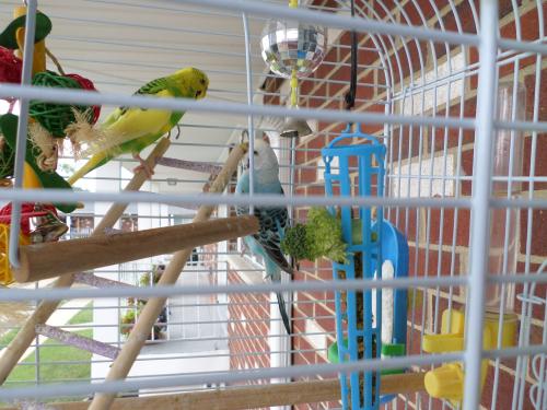 Parakeets cage cleaning