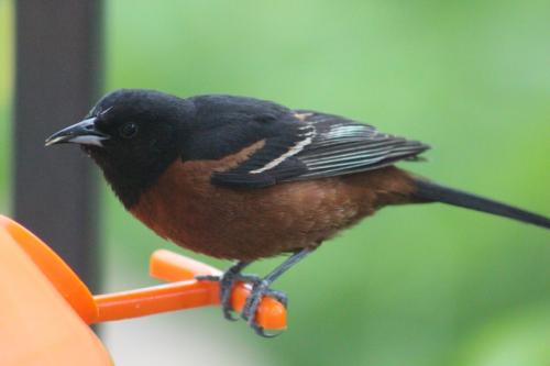 Orchard Oriole...
