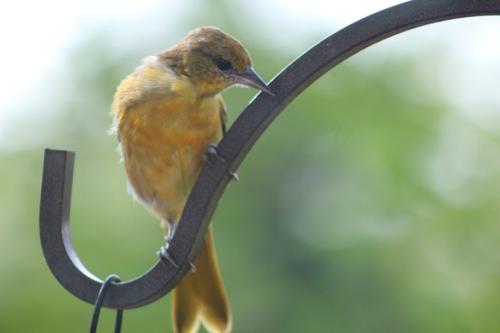 Young Oriole...