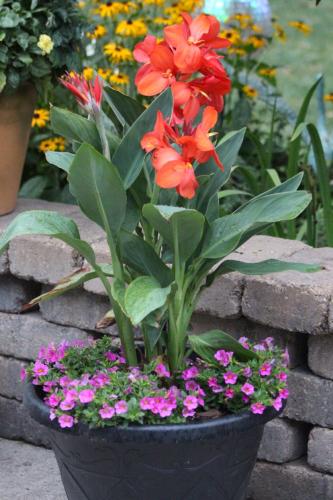Canna in bloom....