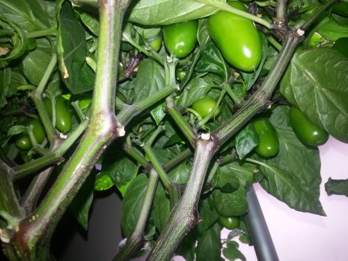 Jalapeno Pepper Plant Second Fruiting from the underside 16 October 2015